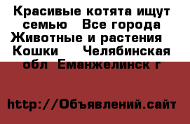 Красивые котята ищут семью - Все города Животные и растения » Кошки   . Челябинская обл.,Еманжелинск г.